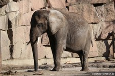 Afrikanischer Elefant (Loxodonta africana) im Tierpark Berlin