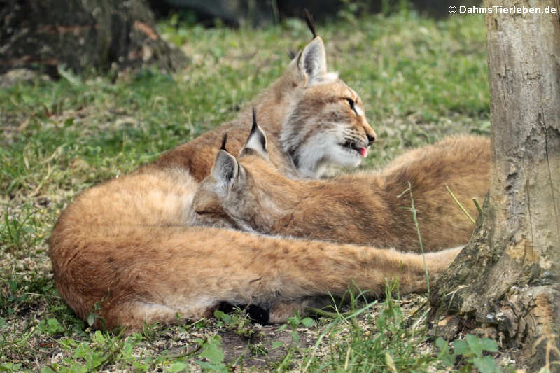 Zentralasiatische Luchse Lynx lynx isabellinus-2