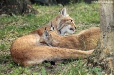 Zentralasiatischer Luchs (Lynx lynx isabellinus) im Tierpark Berlin