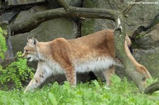 Zentralasiatischer Luchs (Lynx lynx isabellinus) im Tierpark Berlin