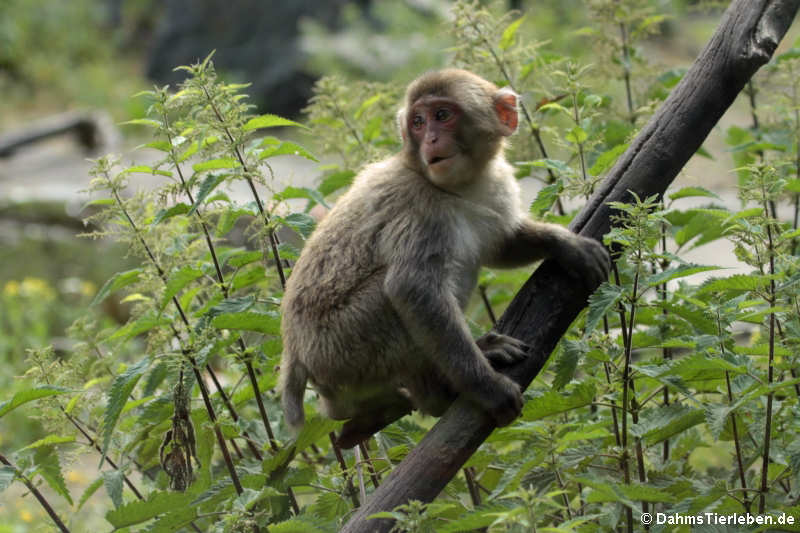 Macaca fuscata