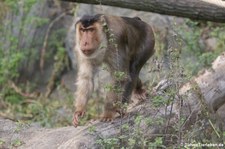 Südlicher Schweinsaffe (Macaca nemestrina) im Tierpark Berlin