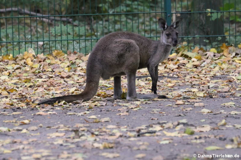 Westliches Graues Riesenkänguru (Macropus fuliginosus melanops)