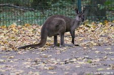 Westliches Graues Riesenkänguru (Macropus fuliginosus melanops) im Tierpark Berlin