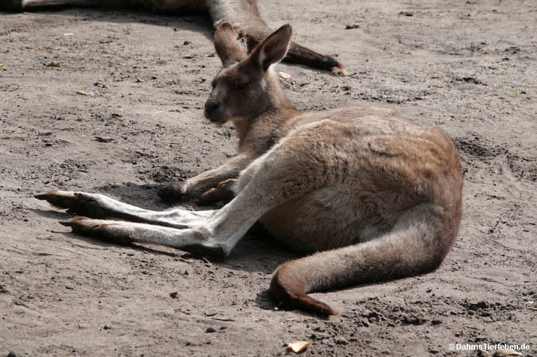 Macropus giganteus
