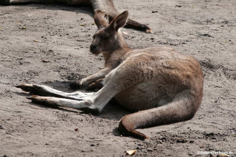 Macropus giganteus