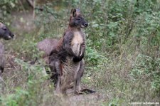 Östliches Bergkänguru (Osphranter robustus robustus) im Tierpark Berlin