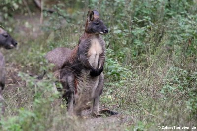 Östliches Bergkänguru oder Wallaroo (Macropus robustus robustus)