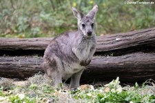 Östliches Bergkänguru (Osphranter robustus robustus) im Tierpark Berlin