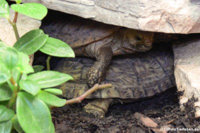 Spaltenschildkröten (Malacochersus tornieri)