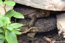 Spaltenschildkröte (Malacochersus tornieri) im Tierpark Berlin