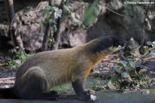 Buntmarder (Martes flavigula) im Tierpark Berlin