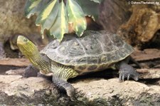 Chinesische Streifenschildkröte (Mauremys sinensis) im Tierpark Berlin