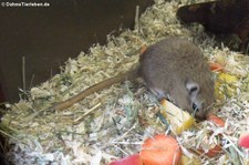 Mongolische Rennmaus (Meriones unguiculatus) im Tierpark Berlin