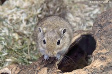 Mongolische Rennmaus (Meriones unguiculatus) im Tierpark Berlin