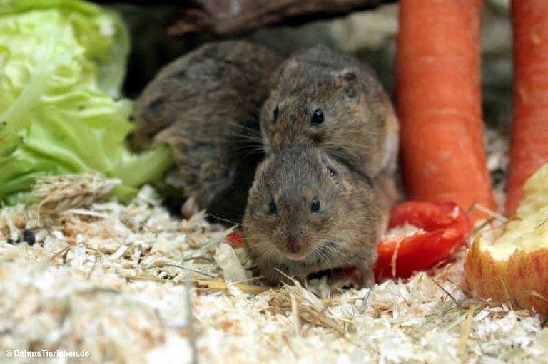 Microtus guentheri