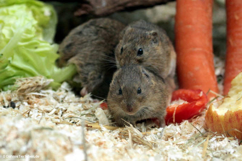 Microtus guentheri