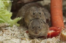 Mittelmeer-Feldmaus (Microtus guentheri) im Tierpark Berlin