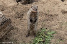 Zebramanguste (Mungos mungo) im Tierpark Berlin