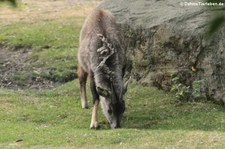 Mittelchinesischer Goral (Naemorhedus goral arnouxianus) im Tierpark Berlin