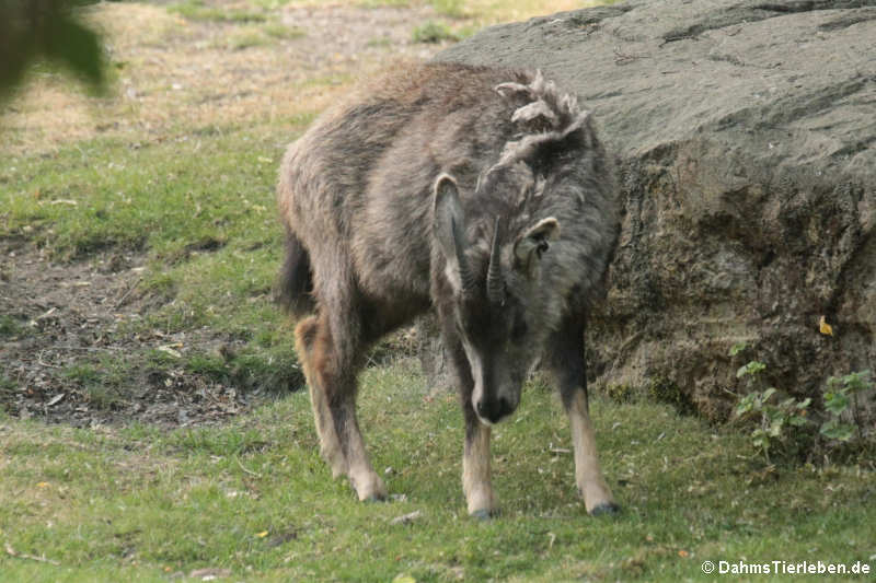 Mittelchinesische Goral (Naemorhedus goral arnouxianus)