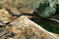 Schwarzweiße Kobra (Naja melanoleuca) im Tierpark Berlin