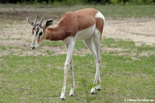 Mhorrgazelle (Nanger dama mhorr) im Tierpark Berlin