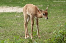 Junge Mhorrgazelle (Nanger dama mhorr) im Tierpark Berlin