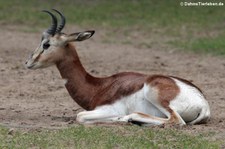 Junge Mhorrgazelle (Nanger dama mhorr) im Tierpark Berlin