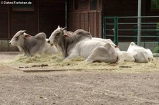 Nellore-Zebu (Bos primigenius f. taurus) im Tierpark Berlin