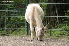 Nellore-Zebu (Bos primigenius f. taurus) im Tierpark Berlin