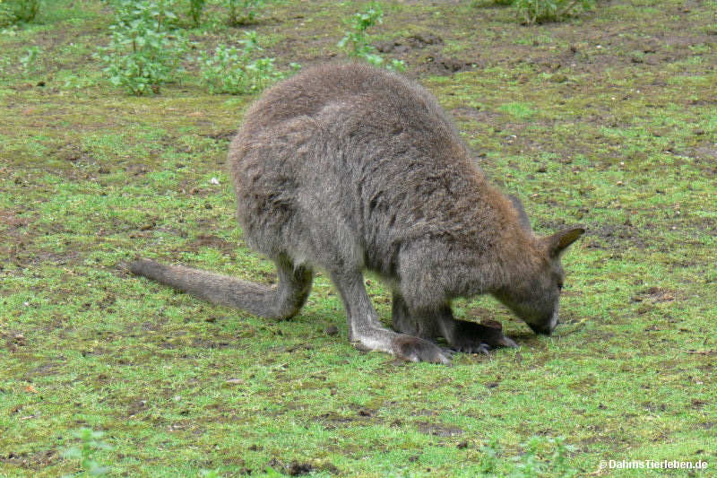 Notamacropus rufogriseus