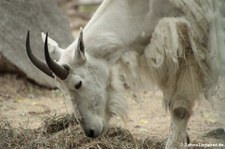 Schneeziege (Oreamnos americanus) im Tierpark Berlin