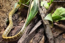 Schönnatter (Elaphe taeniura) im Tierpark Berlin