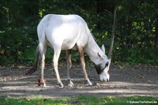 Arabische Oryx (Oryx leucoryx) im Tierpark Berlin