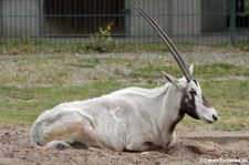 Arabische Oryx (Oryx leucoryx) im Tierpark Berlin