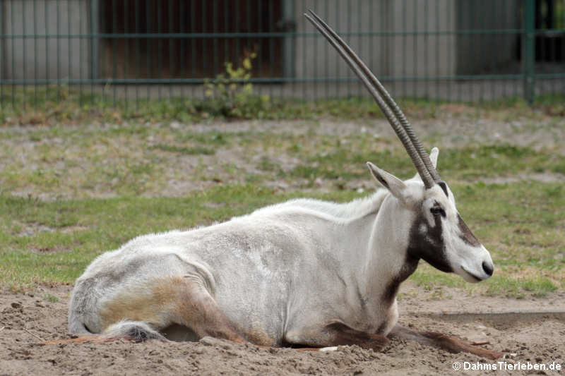 Oryx leucoryx