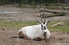 Arabische Oryx (Oryx leucoryx) im Tierpark Berlin