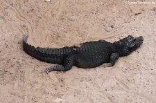 Stumpfkrokodil (Ostaeolaemus tetraspis) im Tierpark Berlin