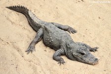 Stumpfkrokodil (Ostaeolaemus tetraspis) im Tierpark Berlin