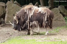 Tierpark Berlin