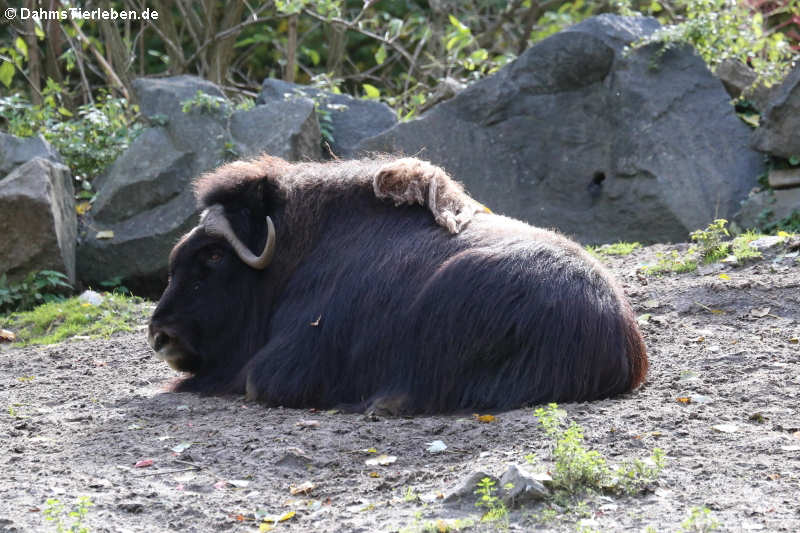 Ovibos moschatus moschatus-2