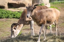 Marco-Polo-Schaf (Ovis ammon polii) im Tierpark Berlin