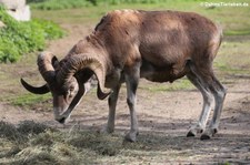 Marco-Polo-Schaf (Ovis ammon polii) im Tierpark Berlin