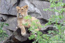 Asiatische Löwin (Panthera leo persica) im Tierpark Berlin