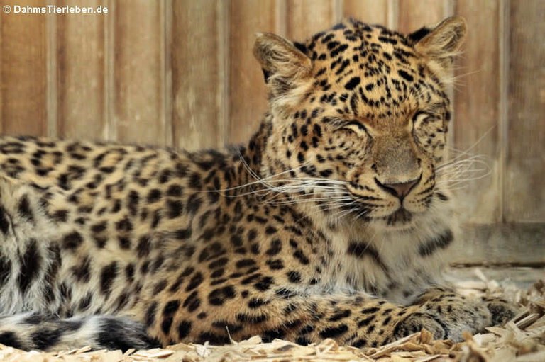 Panthera pardus japonensis