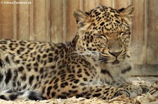 Chinesischer Leopard (Panthera pardus japonensis) im Tierpark Berlin
