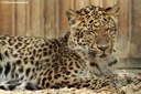 Panthera pardus orientalis