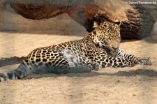 Java-Leopard (Panthera pardus melas) im Tierpark Berlin