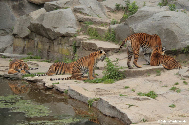 Panthera tigris sondaica